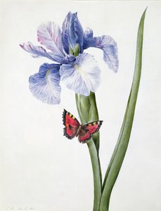 f.10 Blauwe iris met vlinder (Spuria), 1826